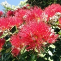 Picture of Metrosideros excelsa