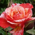 Picture of Michelangelo-Rose