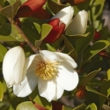 Picture of Michelia Honey Velvet