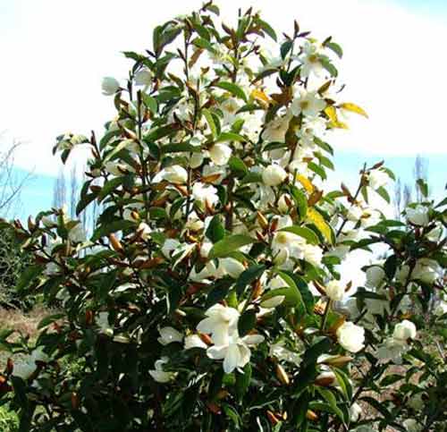 Picture of Michelia Lemon Fragrant