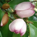 Picture of Michelia Mixed Up Miss