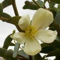 Picture of Michelia Yunnanensis Std