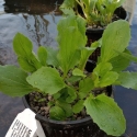 Picture of Mimulus guttatus