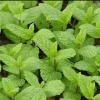 Picture of Mint 