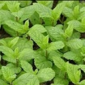 Picture of Mint