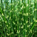 Picture of Miscanthus Zebrina