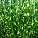 Miscanthus Zebrina Picture of Miscanthus Zebrina