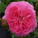 Picture of Mme Lauriol De Barney-Rose