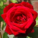 Picture of Mme Louis Lapereire-Rose