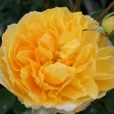 Picture of Molineux Std 80cm-Rose