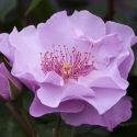 Picture of Moondance-Rose