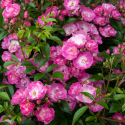 Picture of Moppet Std 80cm Weeper-Rose