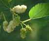 Picture of Morus Apricot Shahtoot