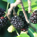 Picture of Morus Black English