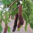 Picture of Morus Strawberry Shahtoot