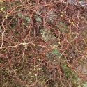 Picture of Muehlenbeckia Astonii