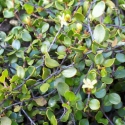 Picture of Muehlenbeckia Axillaris