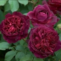 Picture of Munstead Wood-Rose
