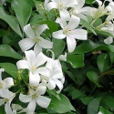 Picture of Murraya Paniculata