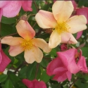 Picture of Mutabilis-Rose