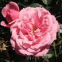 Picture of My Angel Std 80cm-Rose