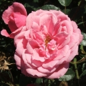 Picture of My Angel Std 45cm-Rose