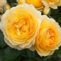 Picture of My Dad Std 80 cm-Rose