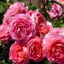 Picture of My Daughter Std 80cm-Rose