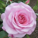 Picture of My Girl Std 80cm-Rose