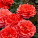 Picture of My Grandad Pillar -Rose