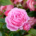 Picture of My Grandma Cascading Pillar 1.8m-Rose