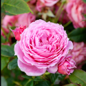 Picture of My Grandma Std 80 cm-Rose