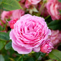 Picture of My Grandma-Rose