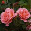 Picture of My Mum Cascading Pillar 1.8m-Rose