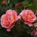Picture of My Mum Pillar -Rose