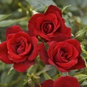 Picture of My Sister Red-Rose