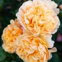 Picture of My Treasure Std 80cm-Rose