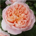 Picture of NZ Gardener-Rose