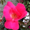 Picture of Nancy Hayward Clg-Rose
