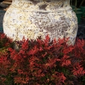 Picture of Nandina Gulfstream