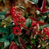 Picture of Nandina Harbour Dwarf