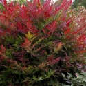 Picture of Nandina Obsession