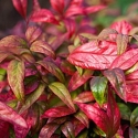 Picture of Nandina Pygmaea