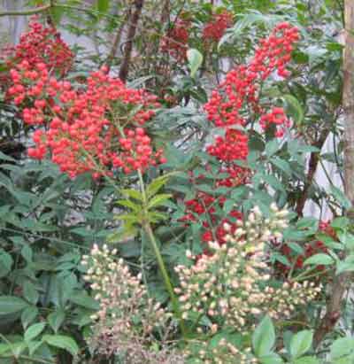 Picture of Nandina Richmond