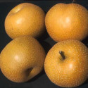 Picture of Nashi Hosui QN