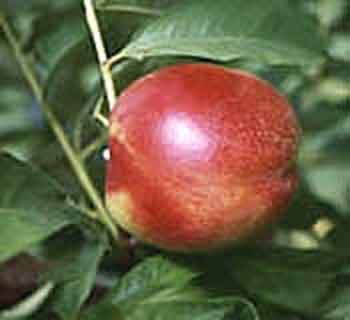 Picture of Nectarine Dble Red Gold / Snow Queen