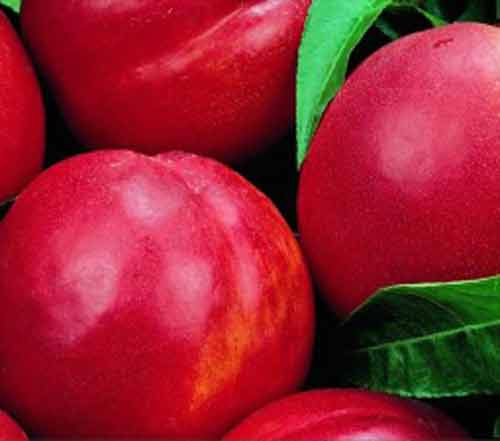 Picture of Nectarine Dble Redgold/ Firebrite