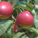Picture of Nectarine Fillery