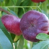 Picture of Nectarine Flatto Button Bright GQ