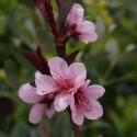 Picture of Nectarine Mabel GQ